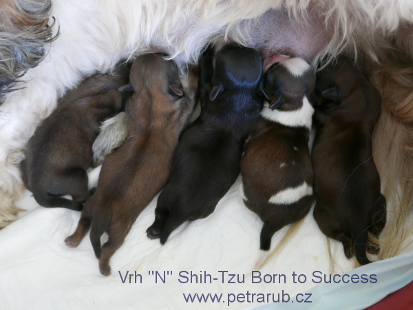 štěňátka Shih-Tzu vrh "N" Born to Success
