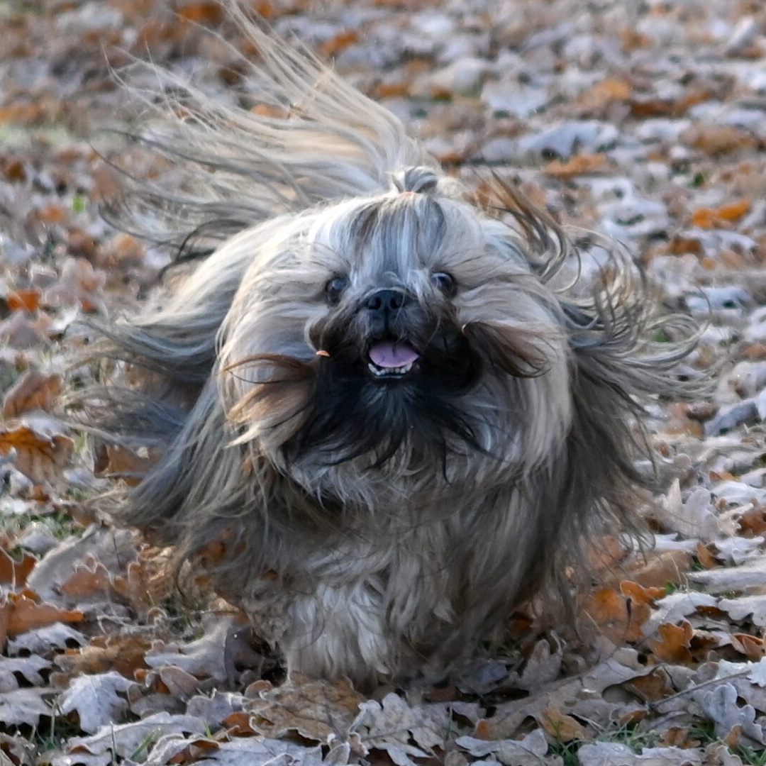Nessie Born To Success in camouflage