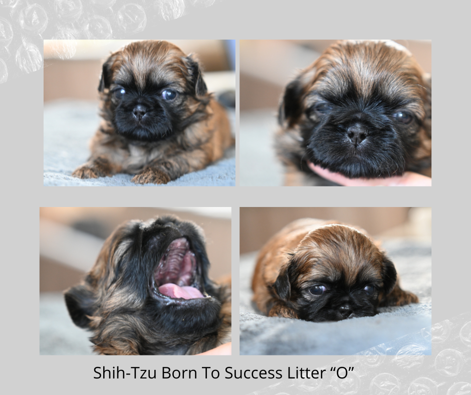 Obelix Born To Success
štěňátko shih-tzu