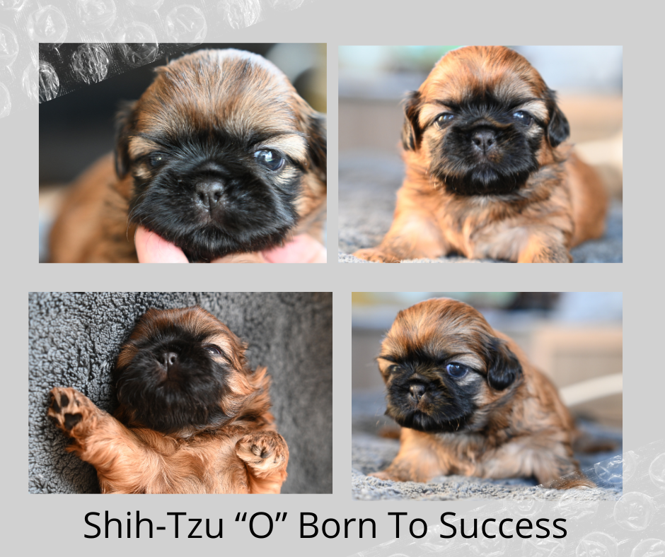 štěňátko shih-Tzu Born To Success vrh "O"