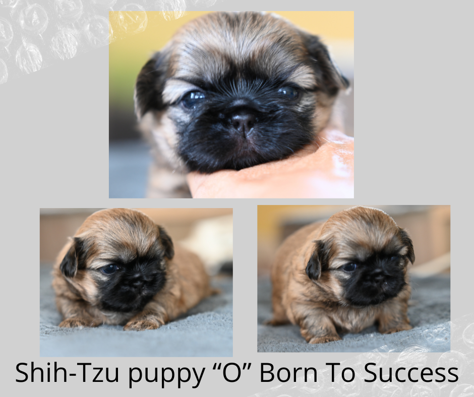 štěńátko shih-tzu Born To Success vrh "O" fenečka1 26072024