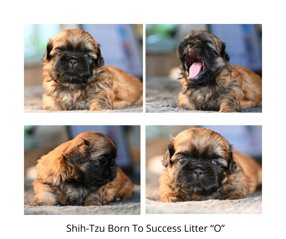 štěňátko shih-tzu Born To Success vrh O fenečka 3