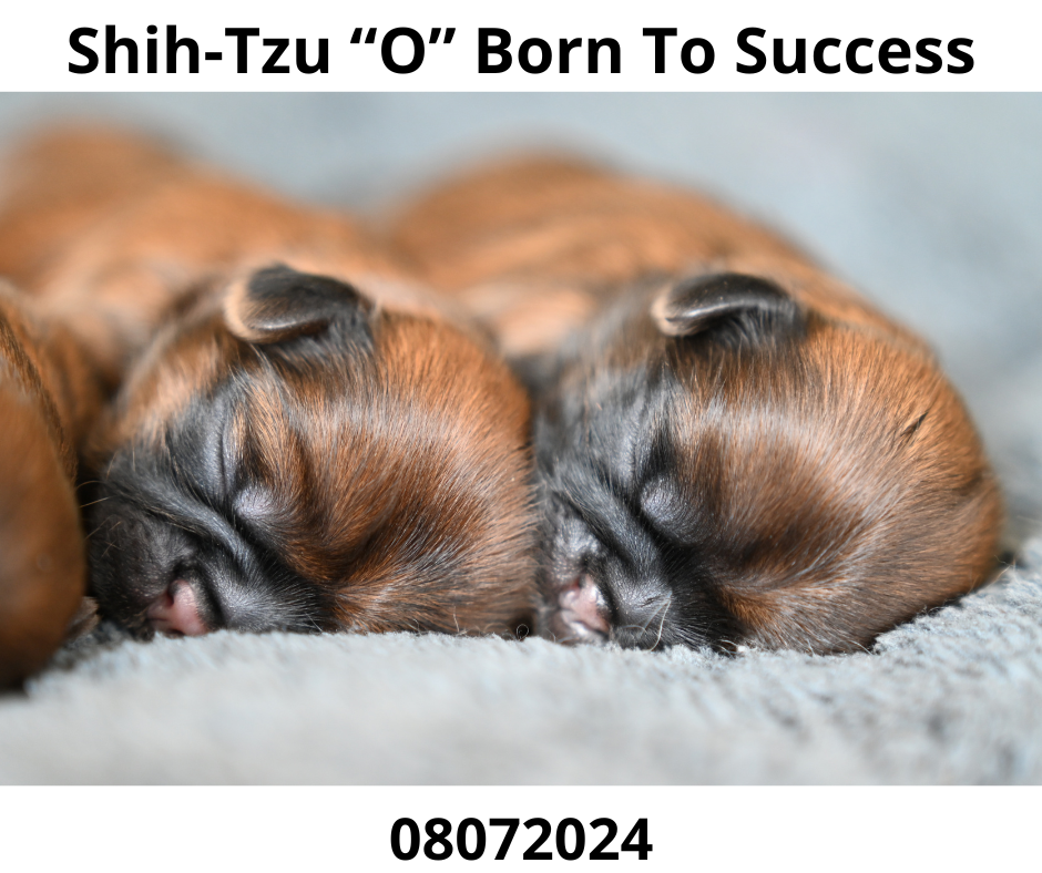 štěňátka Shih-Tzu Born To Success 08072024