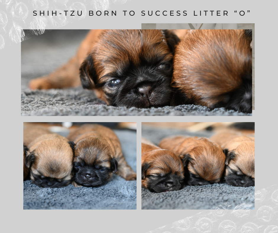 vrh O Shih-Tzu BornTo Success 18072024