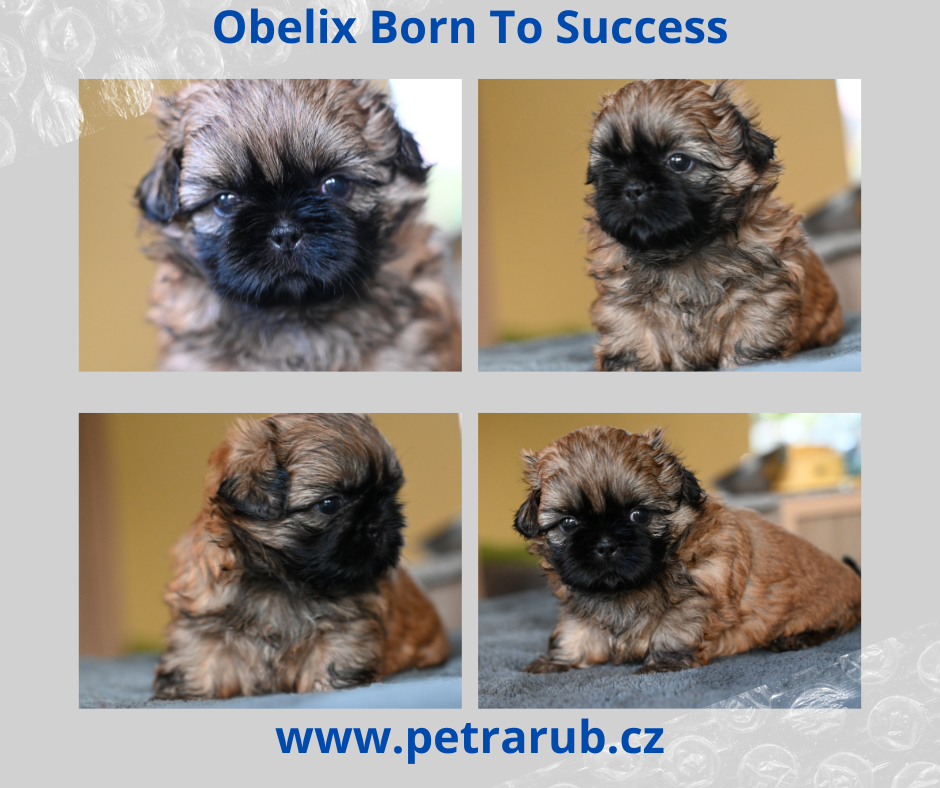 štěňátko shih-tzu Obelix Born To Success