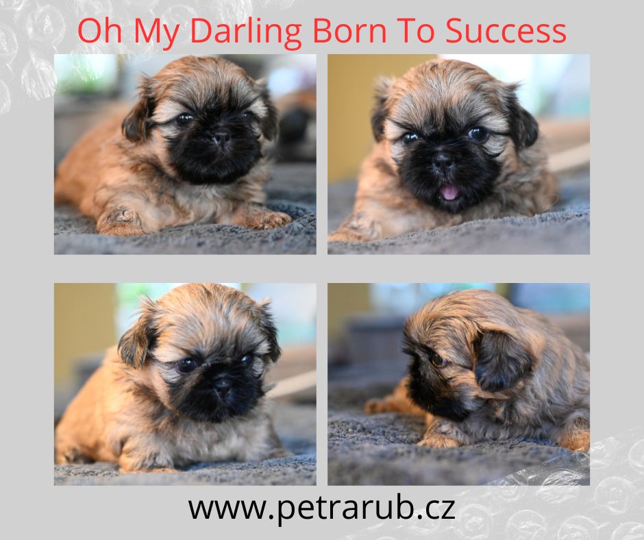 štěňátko  shih-tzu Oh My Darling Born To Success