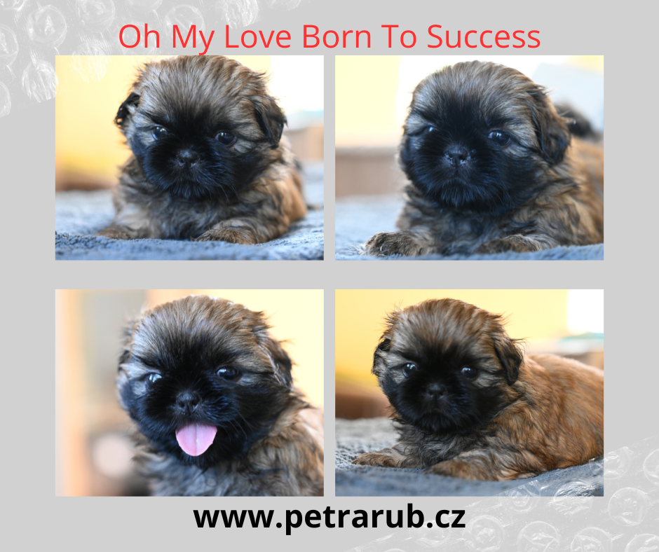 štěňátko shih-tzu Oh My Love Born To Success