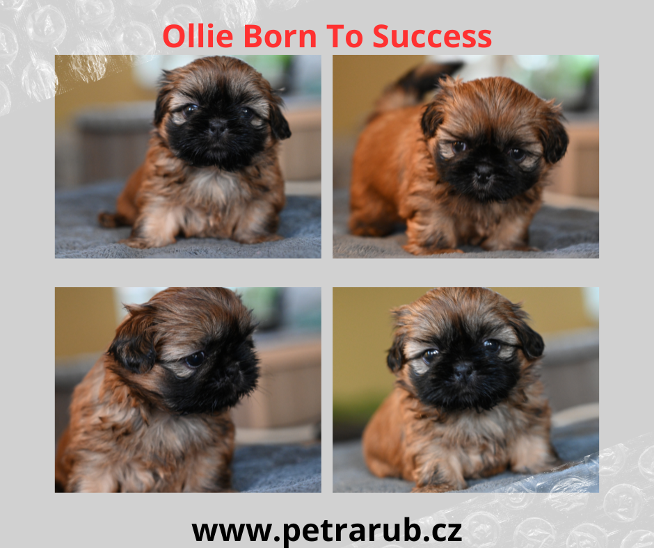 štěňátko shih-tzu Ollie Born To Success