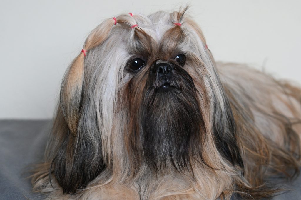 Oh My Love Born to Success