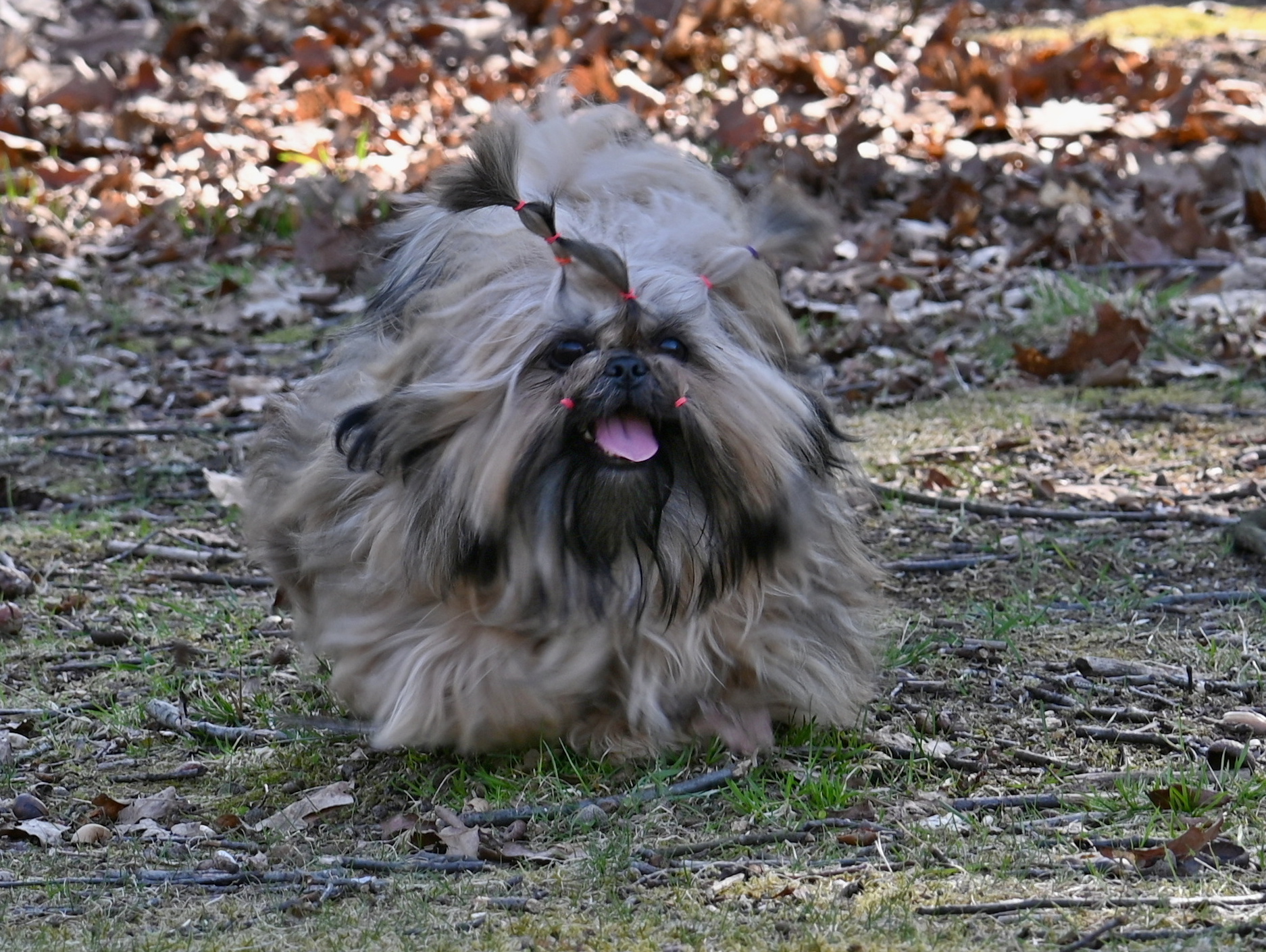 Oh My Love Born to Success