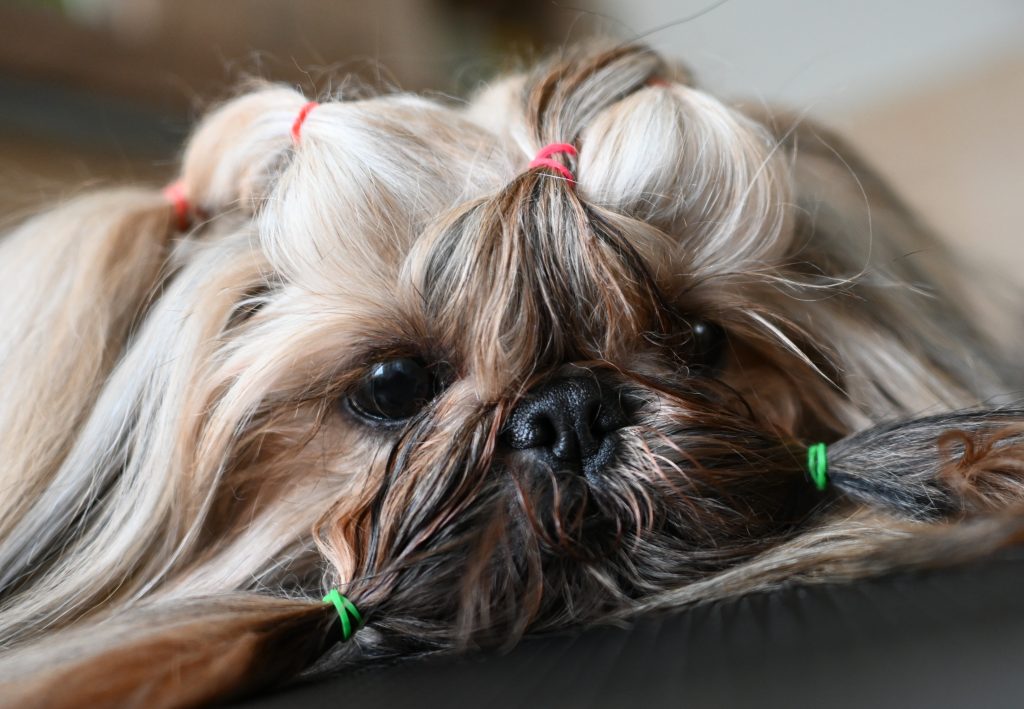 Nessie Born to Success