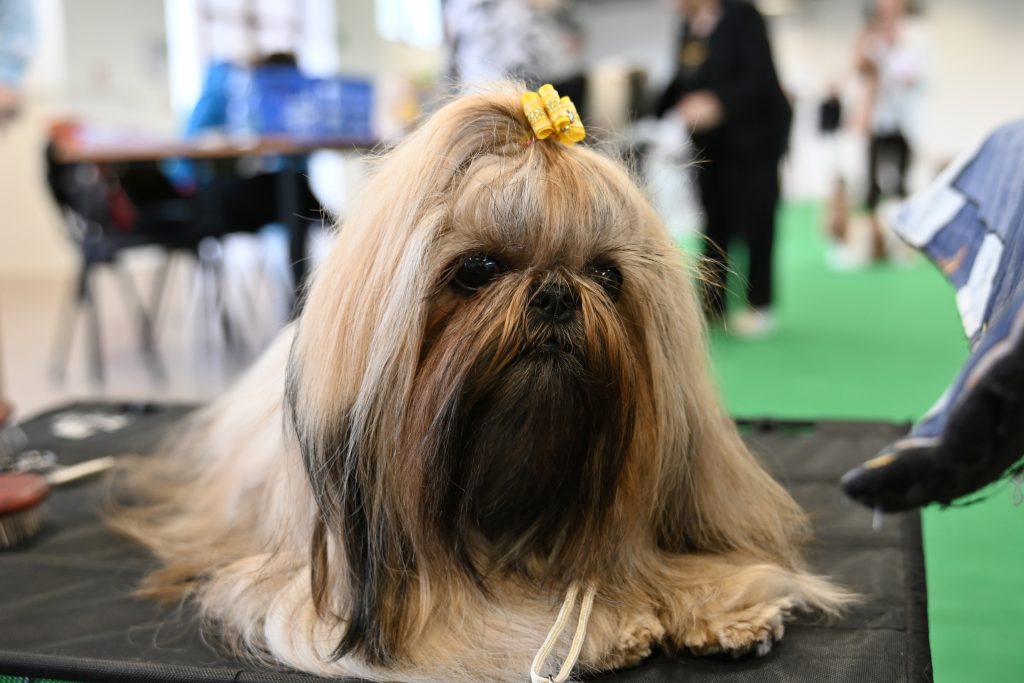 Oh My Love Born to Success MVP CB 19042026