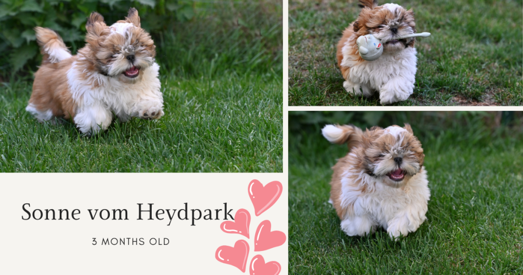 Sonne vom Heydpark 07052026