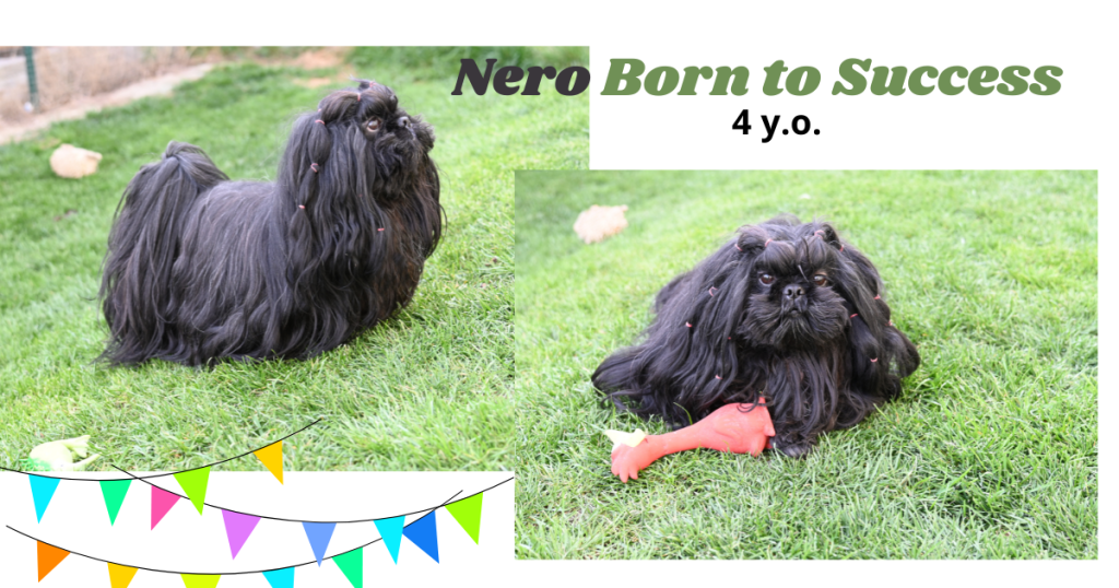 Nero Born to Success 4roky
