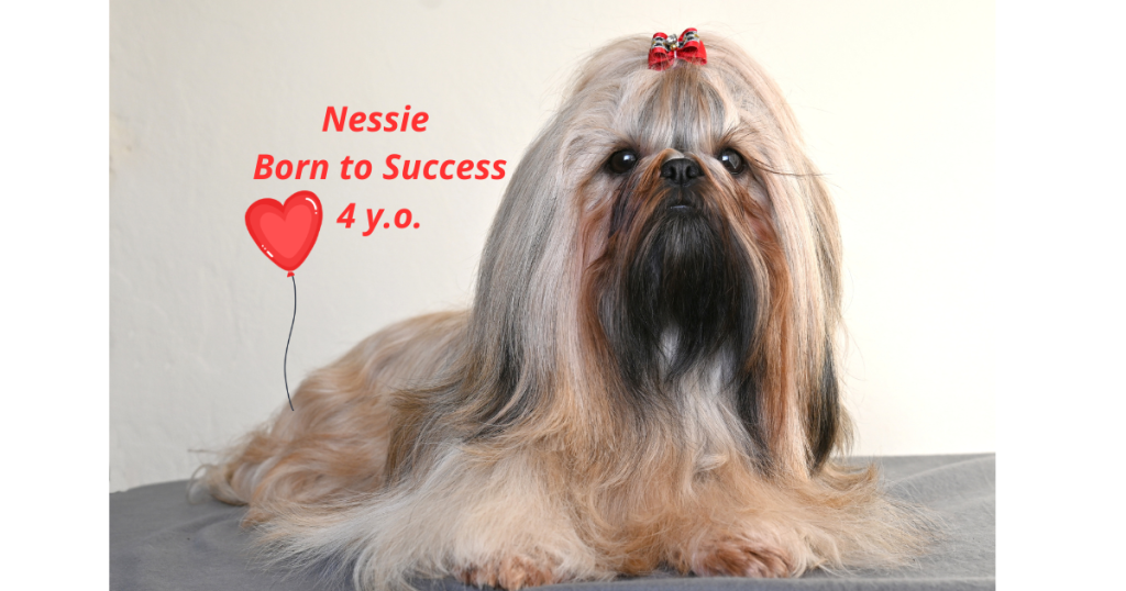 Nessie Born to Success 4y.o.