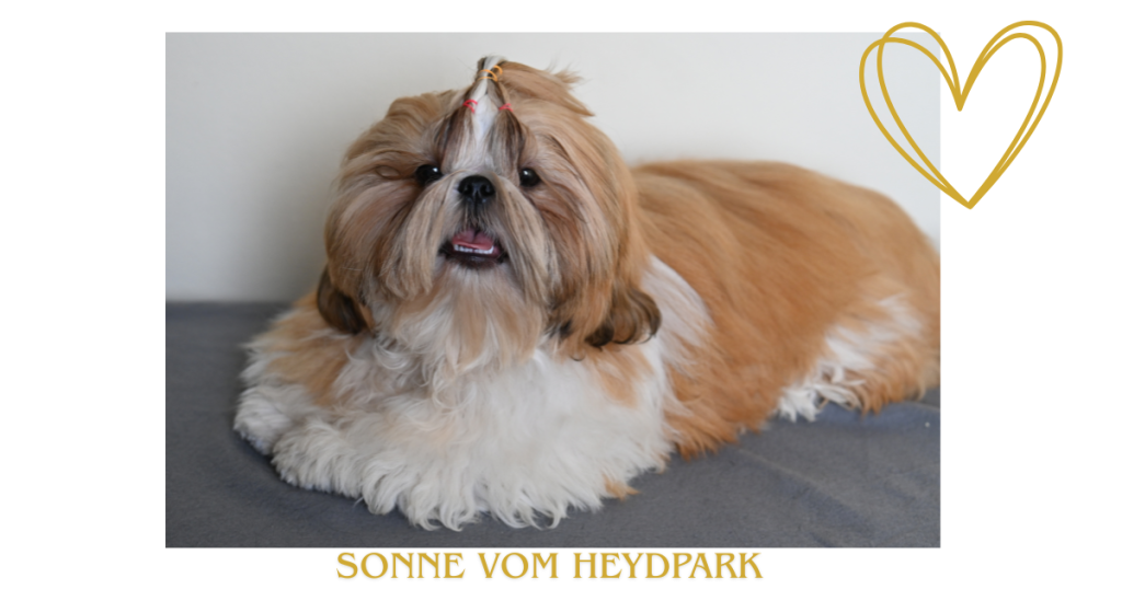 Sionne vom Heydpark 7 mesicu