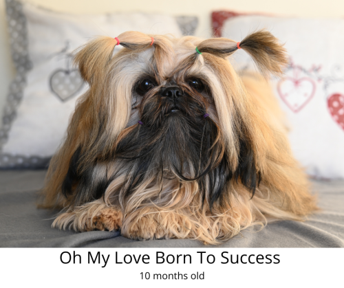 Shih-Tzu Oh My Love Born To Success 10 months old