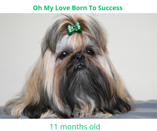 Oh My Love Born To Success